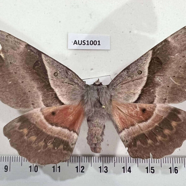 Anthelidae Chelepteryx chalepteryx Australia