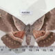 AUS1001 Anthelidae Chelepteryx chalepteryx Australia $80