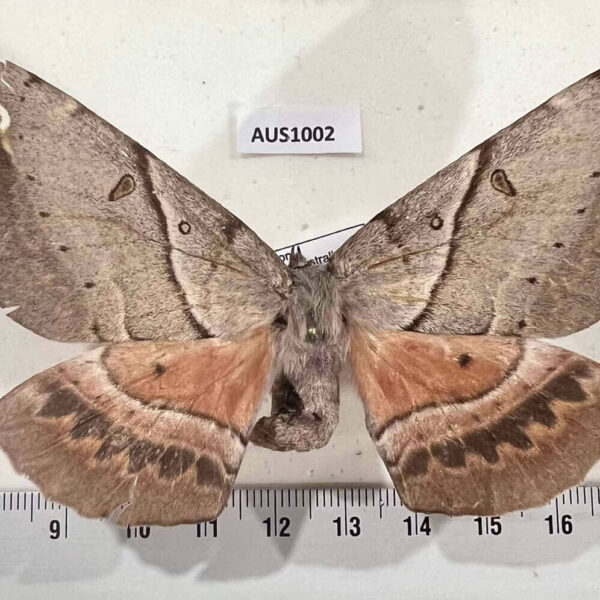 Anthelidae Chelepteryx chalepteryx Australia
