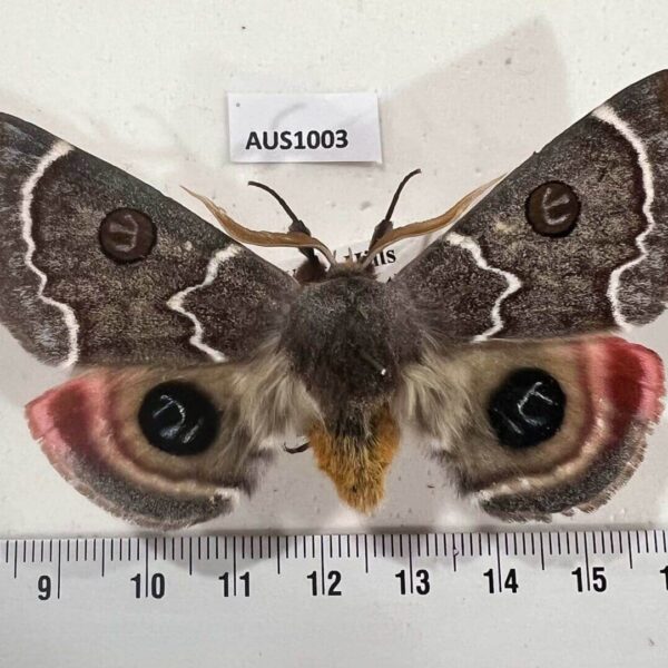 Carthaeidae Carthaea saturnioides Australia