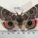 AUS1003 Carthaeidae Carthaea saturnioides Australia $190