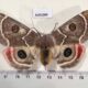 AUS1004 Carthaeidae Carthaea saturnioides f Australia $310