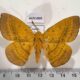 AUS1005 Anthelidae Anthela nicothoe Australia $60