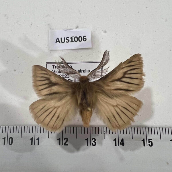 Anthelidae Pterolocera amplicornis Australia