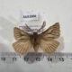 AUS1006 Anthelidae Pterolocera amplicornis Australia $40