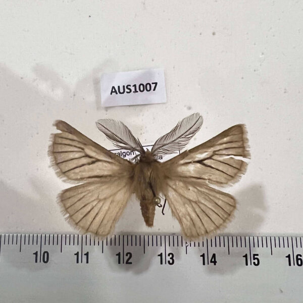 Anthelidae Pterolocera amplicornis Australia