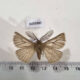 AUS1007 Anthelidae Pterolocera amplicornis Australia $40
