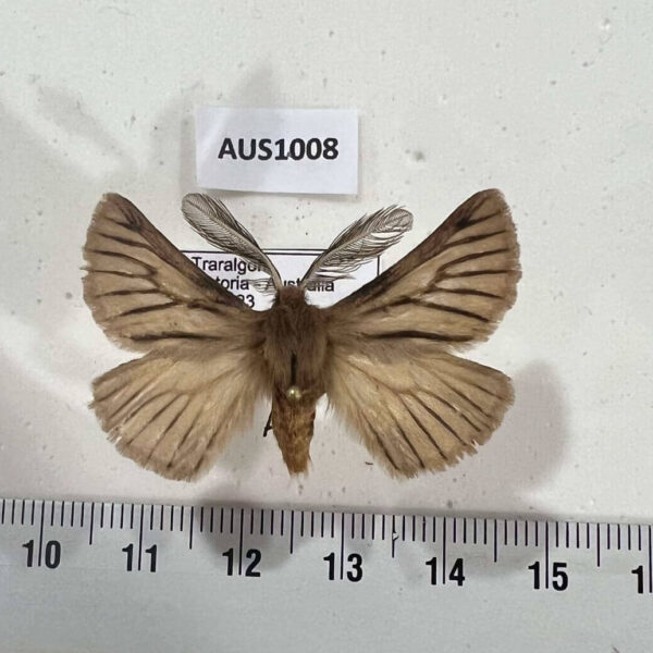 Anthelidae Pterolocera amplicornis Australia