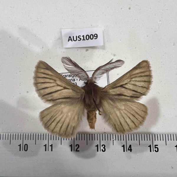Anthelidae Pterolocera amplicornis Australia