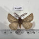 AUS1009 Anthelidae Pterolocera amplicornis Australia $50