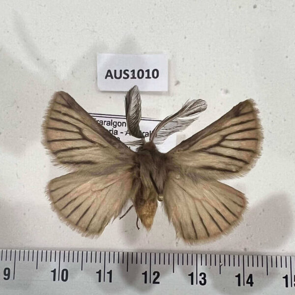 Anthelidae Pterolocera amplicornis Australia