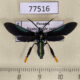 77516p Arctiidae Poliopastea auripes Panama $17