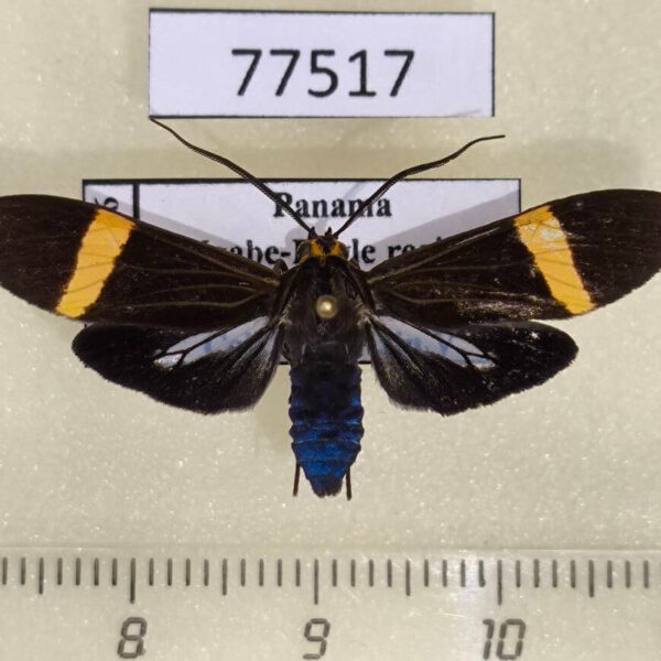 Arctiidae Aclytia heber Panama