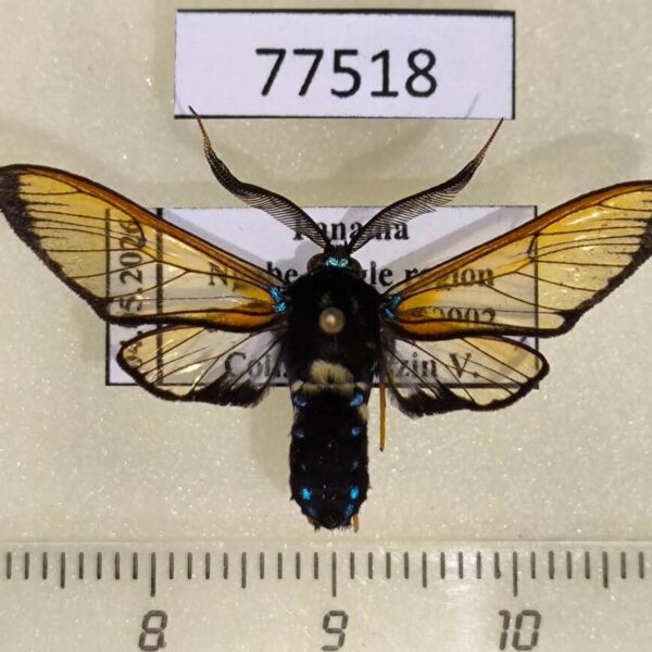 Arctiidae Sarosa mora Panama
