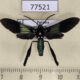 77521p Arctiidae Macrocneme iole Panama $13