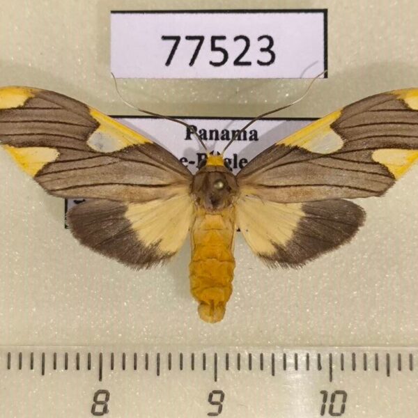 Arctiidae Trichromia sp. Panama