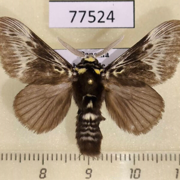 Megalopygidae Megalopyge albicollis Panama