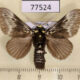 77524p Megalopygidae Megalopyge albicollis Panama $12