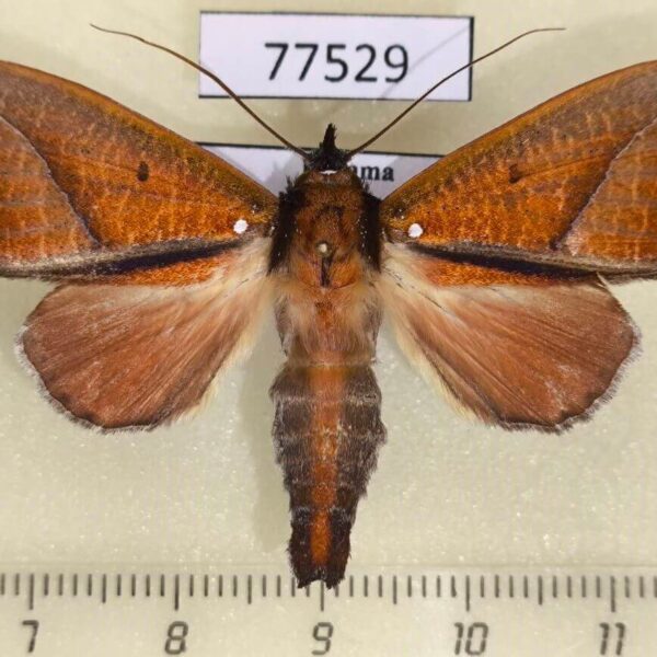Notodontiidae Strophocerus albonotatus Panama