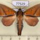 77529p Notodontiidae Strophocerus albonotatus Panama $13