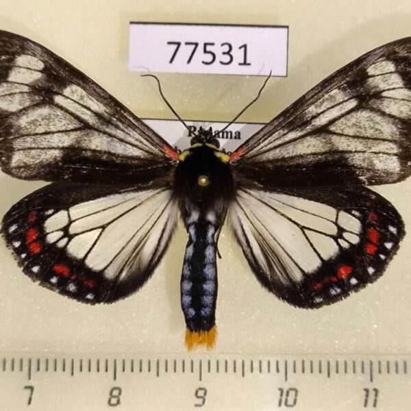Arctiidae Dysschema cerialis Panama