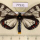 77531p Arctiidae Dysschema cerialis Panama $20