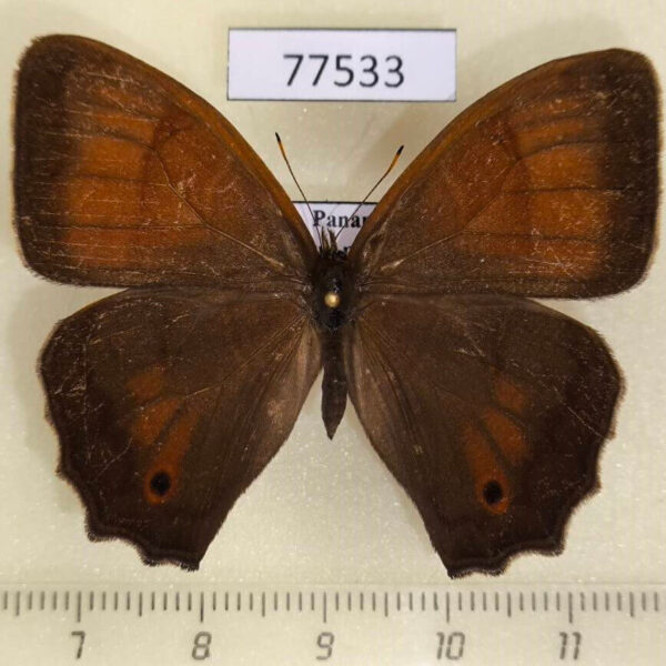 Satyridae Satyrotaygetis satyrina Panama