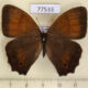 77533p Satyridae Satyrotaygetis satyrina Panama $9