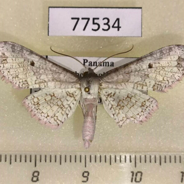 Thyrididae Collinsa ferreiceps Panama