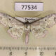 77534p Thyrididae Collinsa ferreiceps Panama $9