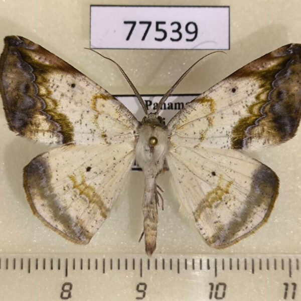 Geometridae Eusarca nemora Panama