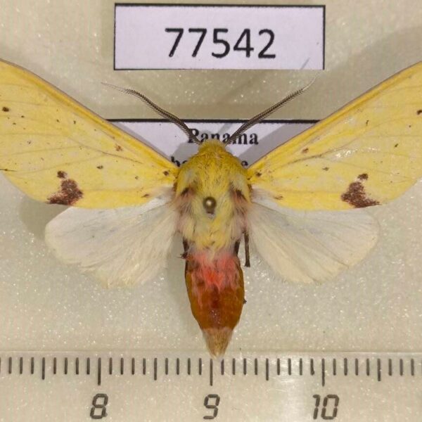 Arctiidae Symphlebia suanoides Panama