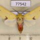 77542p Arctiidae Symphlebia suanoides Panama $13
