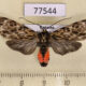 77544p Arctiidae Eucereon cimonis f Panama $10