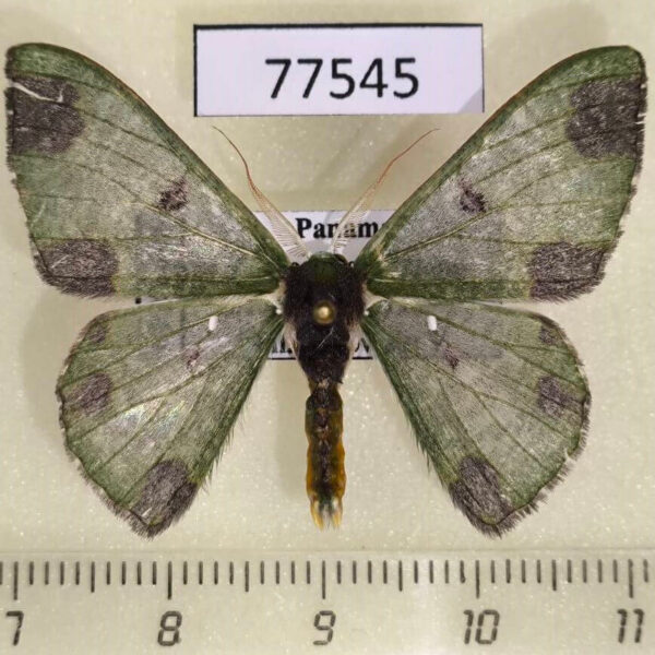 Geometridae Oospila atopochlora Panama