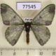 77545p Geometridae Oospila atopochlora Panama $9