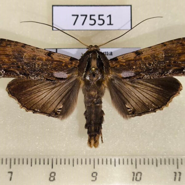 Notodontiidae sp. Panama
