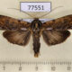 77551p Notodontiidae sp. Panama $12