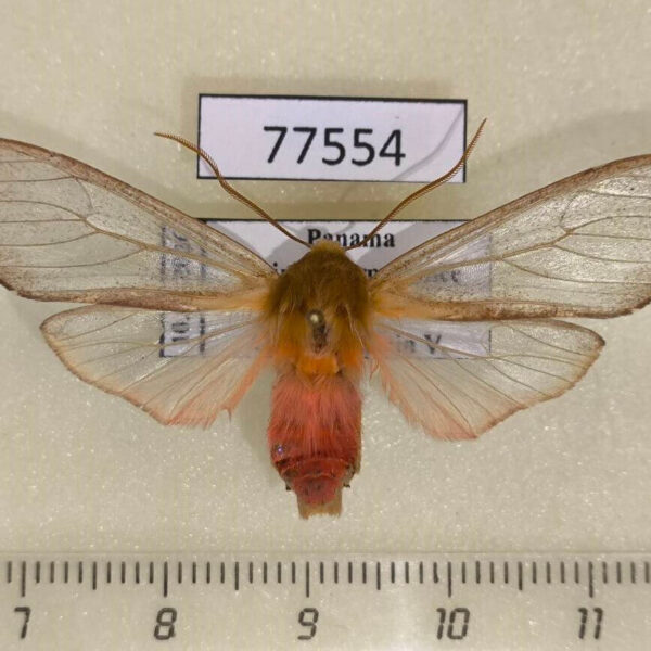Arctiidae Pseudohemihyalea asignata Panama