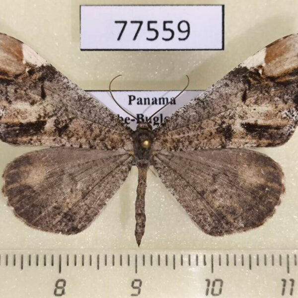 Hedylidae Macrosoma cascaria Panama
