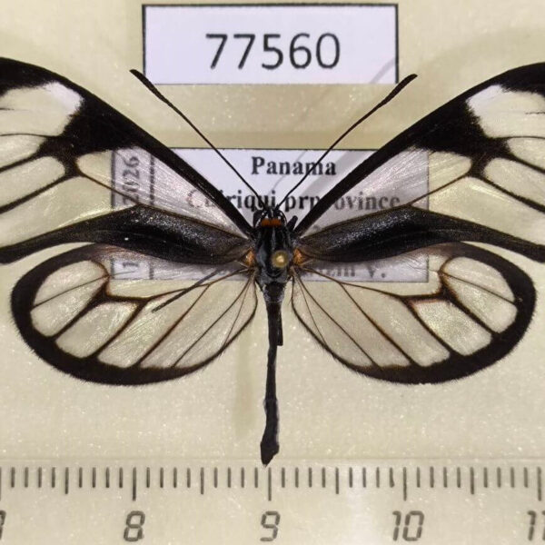 Ithomiidae Pteronymia parva Panama