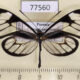 77560p Ithomiidae Pteronymia parva Panama $10