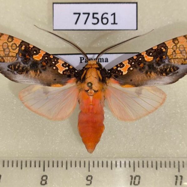 Arctiidae Cresera annulata Panama