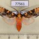 77561p Arctiidae Cresera annulata Panama $25