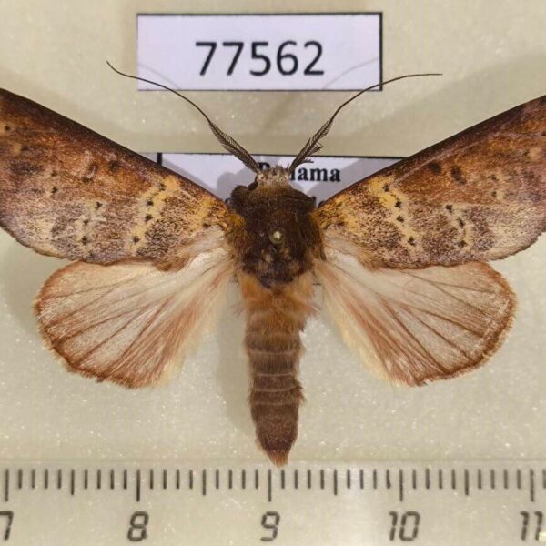 Notodontiidae Hemiceras punctata Panama