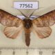 77562p Notodontiidae Hemiceras punctata Panama $9