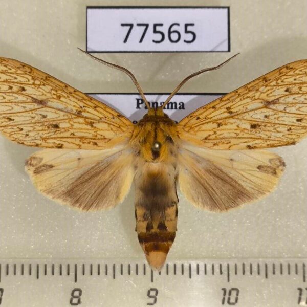 Arctiidae Leucanopsis stipulata Panama