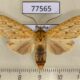 77565p Arctiidae Leucanopsis stipulata Panama $12