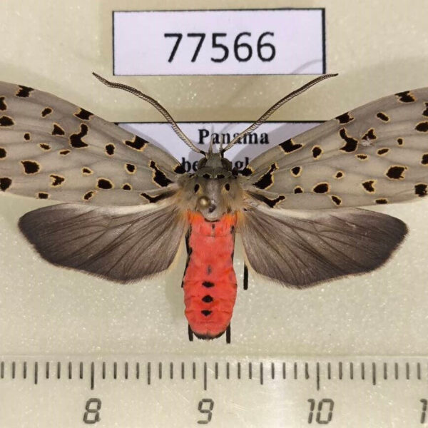 Arctiidae Eucereon formosum Panama