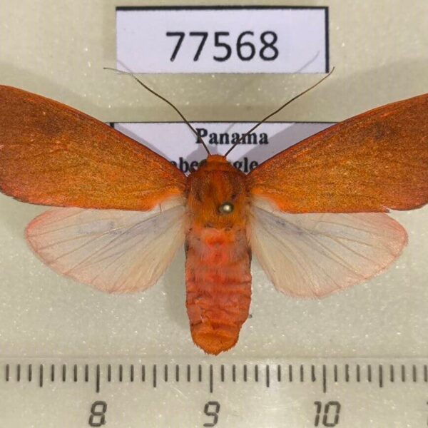 Arctiidae Melese underwoodi f Panama